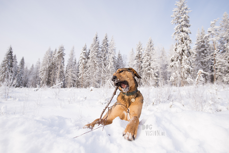 #TongueOutTuesday (07), hondenblog, honden in Zweden, verhuizen naar Zweden met honden, hondenfotografie, hondenfotograaf, www.DOGvision.be