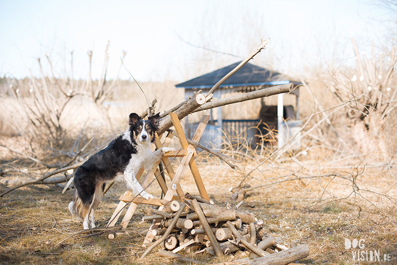 Vrolijk Pasen, hondenfotografie paashond, Zweden, Border Collie, Fenne Kustermans, www.DOGvision.be