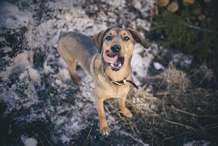 #TongueOutTuesday (15), hondenfotografie in Dalarna, Zweden, natuur en avontuur met honden, www.DOGvision.be