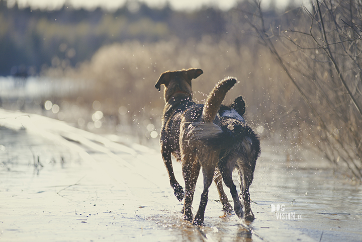 #TongueOutTuesday (19), hondenfotografie, honden in Zweden, outdoors met honden, hondenfotograaf, blog op www.DOGvision.be