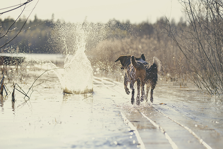 #TongueOutTuesday (19), hondenfotografie, honden in Zweden, outdoors met honden, hondenfotograaf, blog op www.DOGvision.be