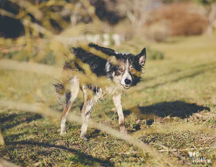 #TongueOutTuesday (19), hondenfotografie, honden in Zweden, outdoors met honden, hondenfotograaf, blog op www.DOGvision.be