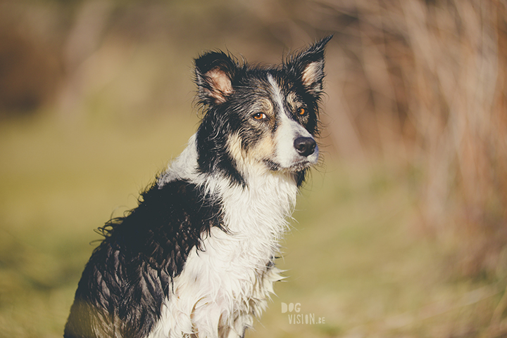 #TongueOutTuesday (19), hondenfotografie, honden in Zweden, outdoors met honden, hondenfotograaf, blog op www.DOGvision.be