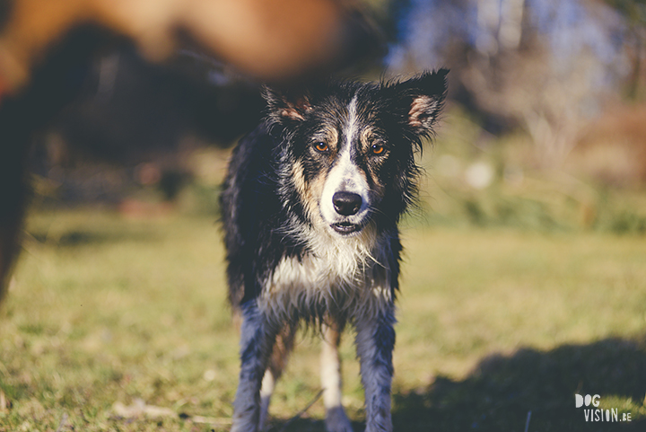 #TongueOutTuesday (19), hondenfotografie, honden in Zweden, outdoors met honden, hondenfotograaf, blog op www.DOGvision.be