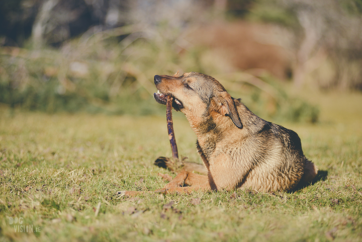 #TongueOutTuesday (19), hondenfotografie, honden in Zweden, outdoors met honden, hondenfotograaf, blog op www.DOGvision.be