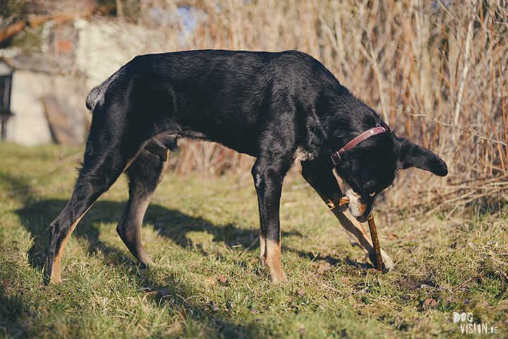 #TongueOutTuesday (19), hondenfotografie, honden in Zweden, outdoors met honden, hondenfotograaf, blog op www.DOGvision.be