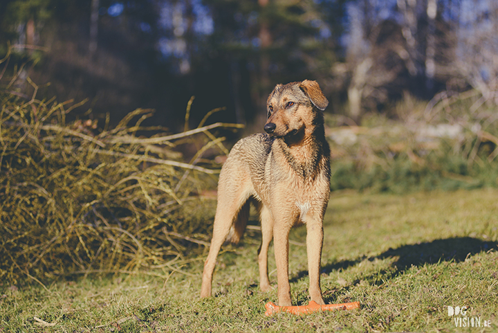 #TongueOutTuesday (19), hondenfotografie, honden in Zweden, outdoors met honden, hondenfotograaf, blog op www.DOGvision.be