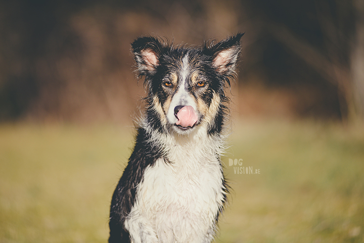 #TongueOutTuesday (19), hondenfotografie, honden in Zweden, outdoors met honden, hondenfotograaf, blog op www.DOGvision.be