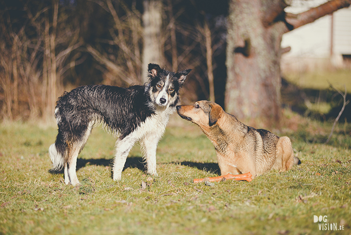 #TongueOutTuesday (19), hondenfotografie, honden in Zweden, outdoors met honden, hondenfotograaf, blog op www.DOGvision.be