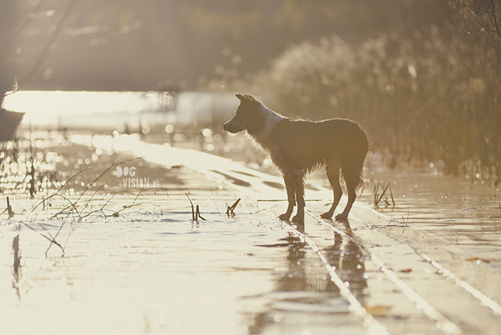 #TongueOutTuesday (19), hondenfotografie, honden in Zweden, outdoors met honden, hondenfotograaf, blog op www.DOGvision.be