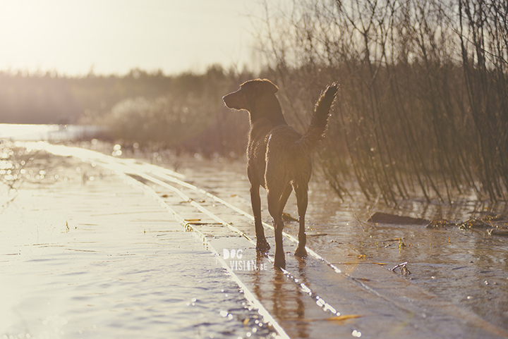 #TongueOutTuesday (19), hondenfotografie, honden in Zweden, outdoors met honden, hondenfotograaf, blog op www.DOGvision.be