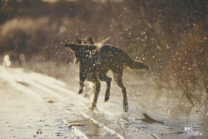 #TongueOutTuesday (19), hondenfotografie, honden in Zweden, outdoors met honden, hondenfotograaf, blog op www.DOGvision.be