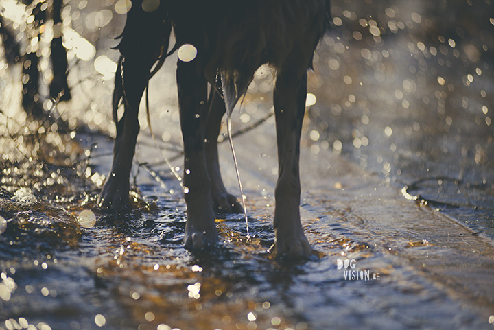 #TongueOutTuesday (19), hondenfotografie, honden in Zweden, outdoors met honden, hondenfotograaf, blog op www.DOGvision.be