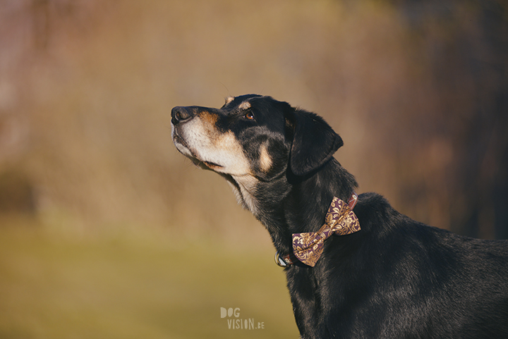 #TongueOutTuesday (19), hondenfotografie, honden in Zweden, outdoors met honden, hondenfotograaf, blog op www.DOGvision.be