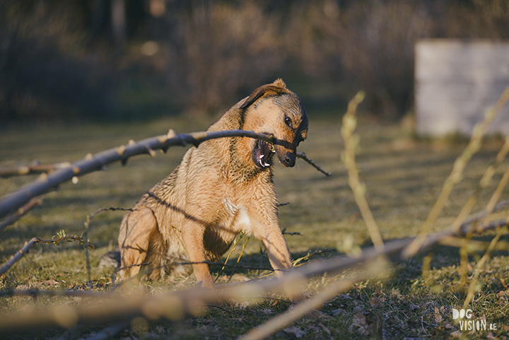 #TongueOutTuesday (19), hondenfotografie, honden in Zweden, outdoors met honden, hondenfotograaf, blog op www.DOGvision.be