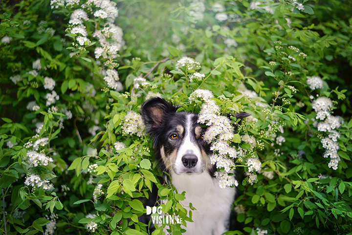 Juni | hondenfotografie | DOGvision.be