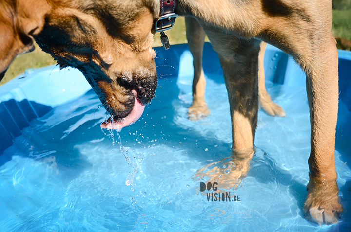 Pool babes | dog blog on www.DOGvision.be | pool for dogs