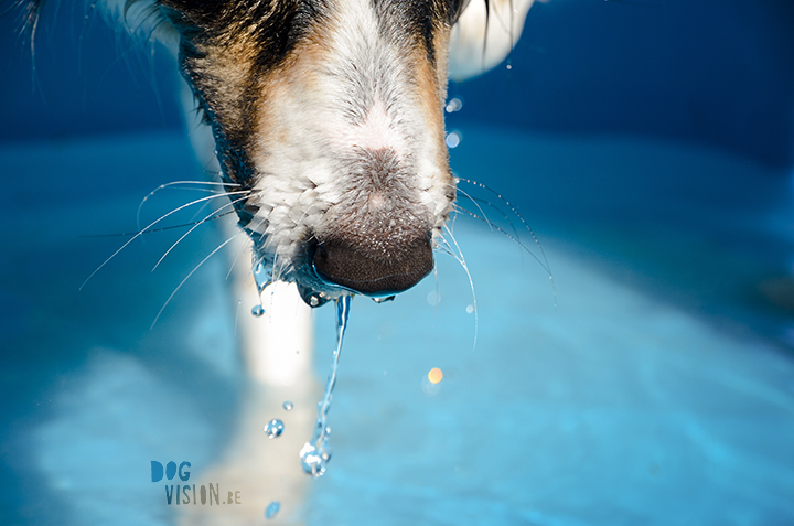 Pool babes | dog blog on www.DOGvision.be | pool for dogs