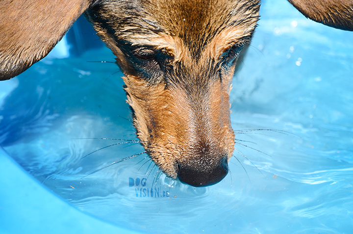 Pool babes | dog blog on www.DOGvision.be | pool for dogs