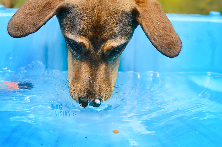 Pool babes | dog blog on www.DOGvision.be | pool for dogs