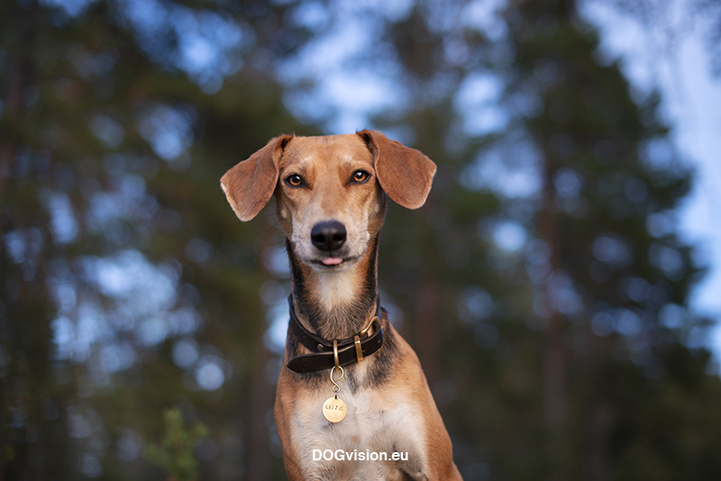 #TongueOutTuesday (38), Fenne Kustermans, hondenfotografie Zweden, Dalarna, wandelen met honden, honden fotograferen in de natuur, www.DOGvision.be