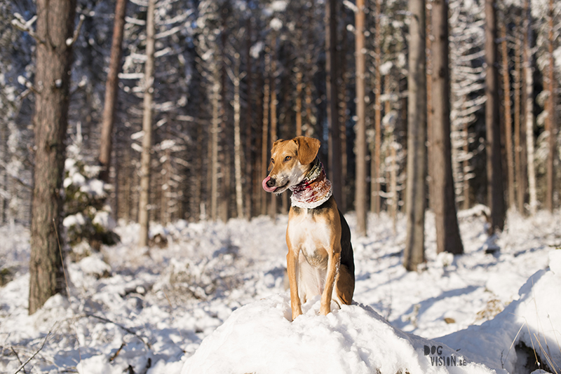 hondenfotografie, hondenfotograaf, wandelen met honden in Zweden, sneeuwplezier met honden, Dalarna, www.DOGvision.be