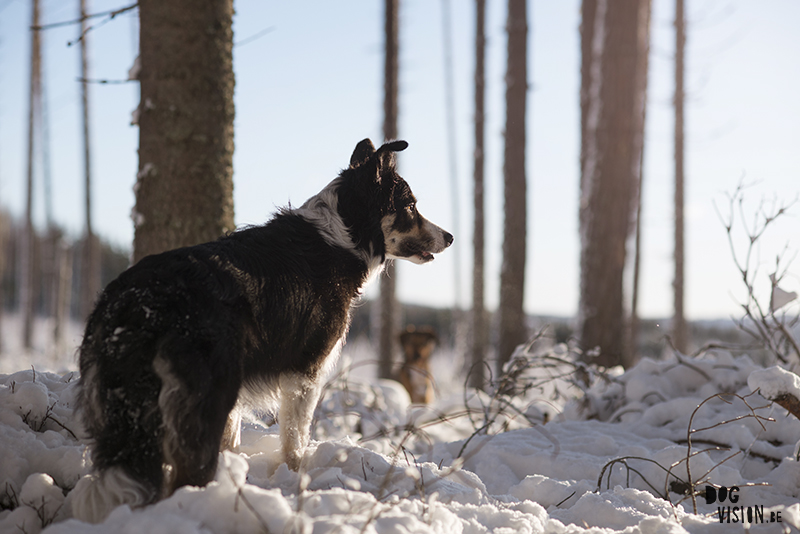 hondenfotografie, hondenfotograaf, wandelen met honden in Zweden, sneeuwplezier met honden, Dalarna, www.DOGvision.be