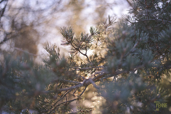 #TongueOutTuesday (02)| hondenfotografie | www.DOGvision.be