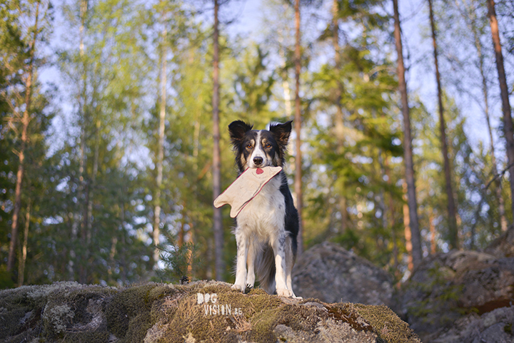 #TongueOutTuesday (20), hondenfotografie, honden in Zweden, fotografie project, www.DOGvision.be