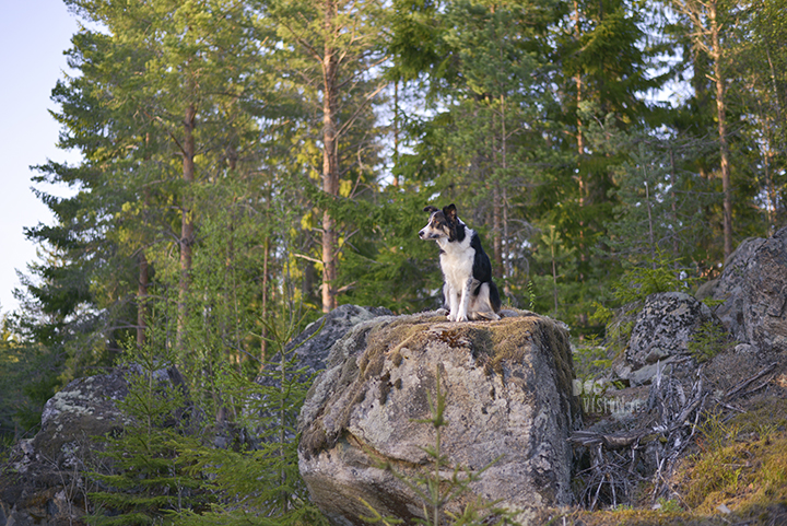 #TongueOutTuesday (20), hondenfotografie, honden in Zweden, fotografie project, www.DOGvision.be