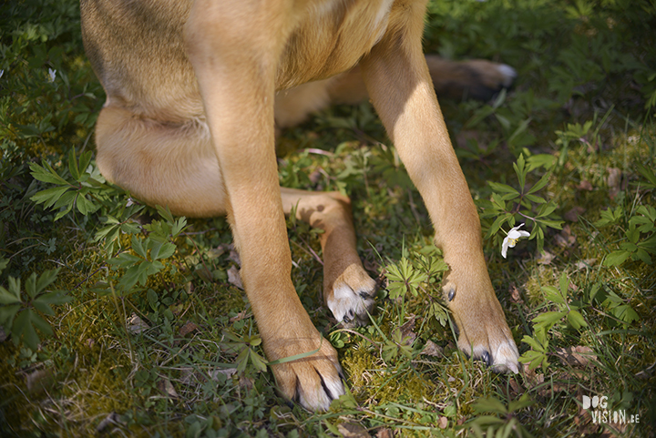 #TongueOutTuesday (20), hondenfotografie, honden in Zweden, fotografie project, www.DOGvision.be