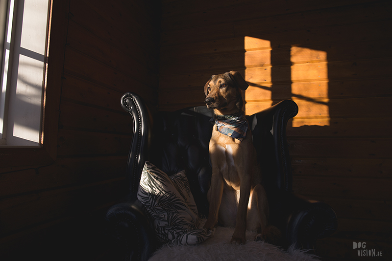 dog in chesterfield chair, indoor dog photography, www.dogvision.eu