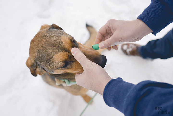 Honden DNA test Embark, blog en hondenfotografie op www.DOGvision.be