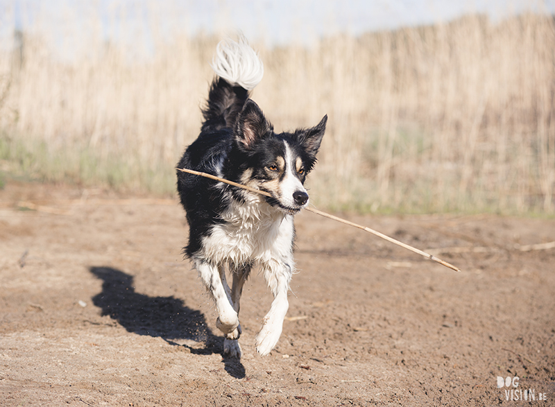 Border Collie, straathond Bosnië, straathond Kreta, hondenfotograaf, hondenfotografie, Zweden, www.DOGvision.be