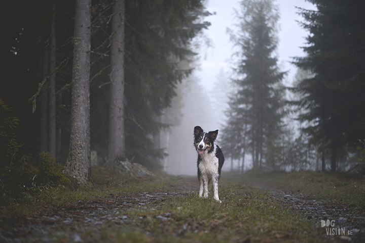 #TongueOutTuesday (20), hondenfotografie, honden in Zweden, fotografie project, www.DOGvision.be