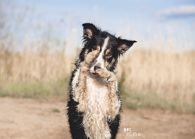 Hondenblog, Border Collie, straathond Bosnië, straathond Kreta, hondenfotograaf, hondenfotografie, Zweden, www.DOGvision.be