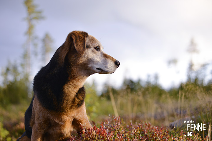 DOGvision photography | dog photography tips & tricks| www.DOGvision.be