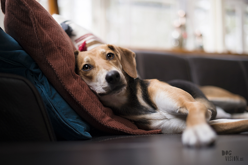 #TongueOutTuesday (11), hondenfotografie, wonen in Zweden, honden in Zweden, www.DOGvision.be