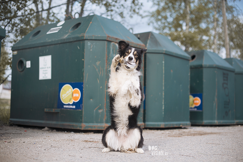 Hondenblog, Border Collie, straathond Bosnië, straathond Kreta, hondenfotograaf, hondenfotografie, Zweden, www.DOGvision.be