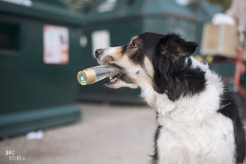 Hondenblog, Border Collie, straathond Bosnië, straathond Kreta, hondenfotograaf, hondenfotografie, Zweden, www.DOGvision.be