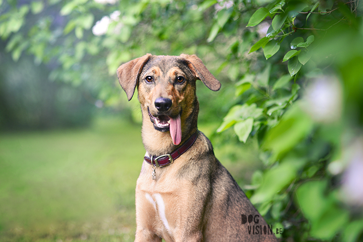 #TongueOutTuesday (24)| www.DOGvision.be | dog blog and photography projects