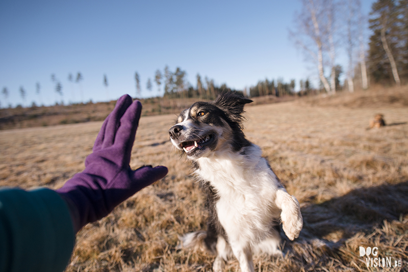 #TongueOutTuesday (06), DOGvision dog photography project, hondenfotografie Zweden, Dalarna, Fenne Kustermans, www.DOGvision.be
