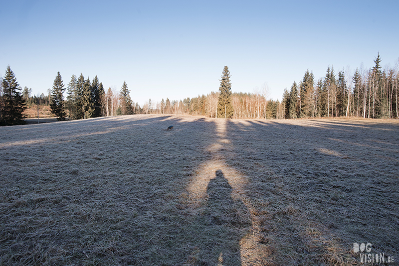 #TongueOutTuesday (07), hondenfotografie, honden in Zweden, wandelen met honden in Zweden, dog photography, dog photography Sweden, Border Collie in Sweden, hiking with dogs europe, www.DOGvision.eu