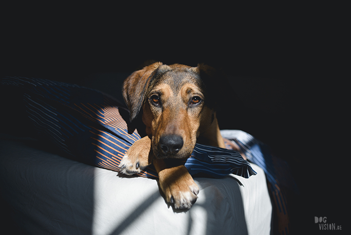 #TongueOutTuesday (16), hondenfotografie, leven in Zweden, avontuur met honden, Dalarna, fototips, www.DOGvision.be