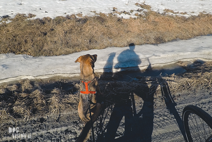 #TongueOutTuesday (16), hondenfotografie, leven in Zweden, avontuur met honden, Dalarna, fototips, www.DOGvision.be