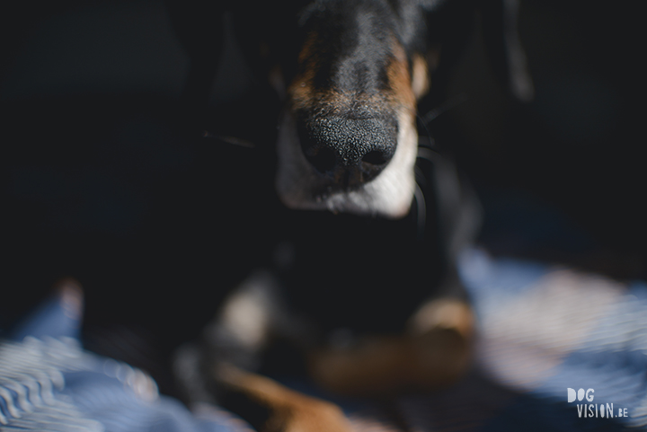 #TongueOutTuesday (16), hondenfotografie, leven in Zweden, avontuur met honden, Dalarna, fototips, www.DOGvision.be