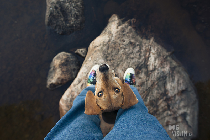 Fenne Kustermans hondenfotografie in Dalarna Zweden, wandelen en kamperen met honden in Zweden, regenboog sneakers Converse, rescue dog, www.DOGvision.be