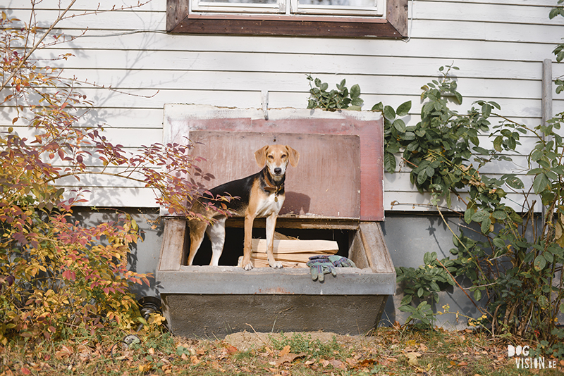 Herfst, tuinhulp, hondenfotografie, fotografie Zweden, hondenfotograaf Zweden, Belgen in Zweden, www.DOGvision.be