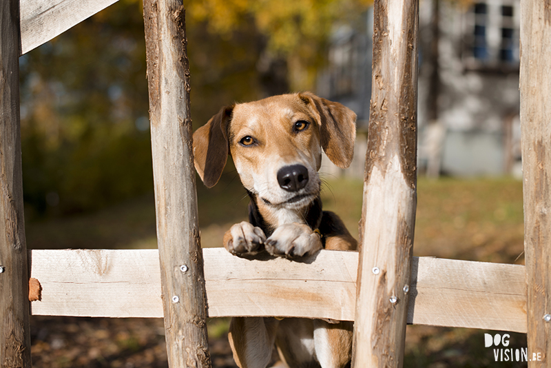 #TongueOutTuesday (48), hondenfotografie www.DOGvision.be dog photogrphy www.DOGvision.eu