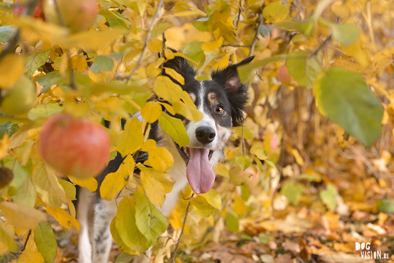 Herfst, tuinhulp, hondenfotografie, fotografie Zweden, hondenfotograaf Zweden, Belgen in Zweden, www.DOGvision.be